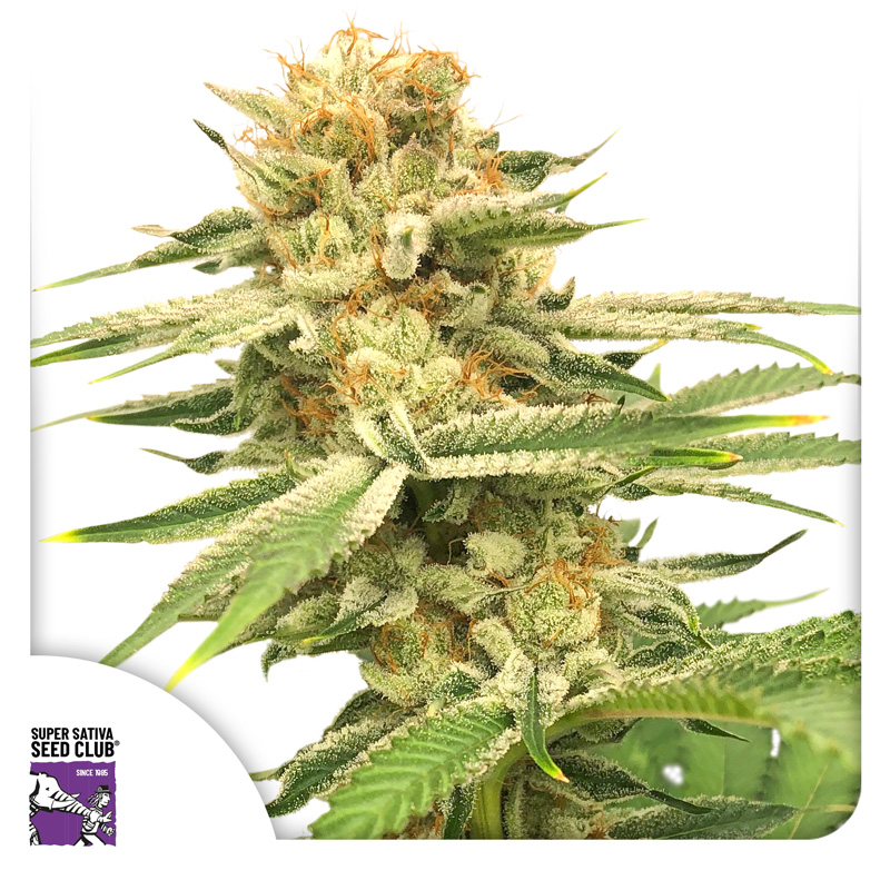 Friesland - Imagem 4