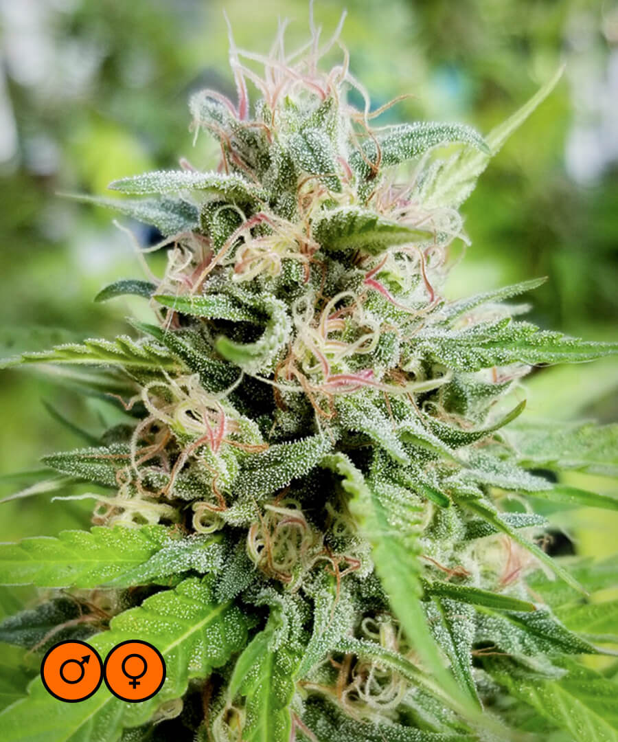 Friesland - Imagem 5