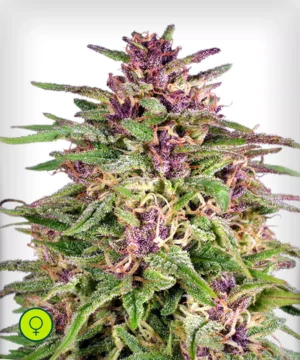 Frisian-Dew