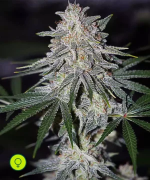 Glueberry OG