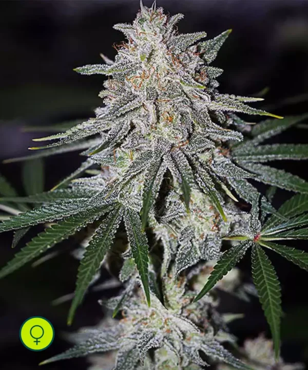 Glueberry OG