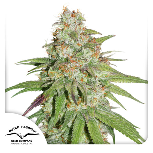 Glueberry O.G.® - Imagem 4