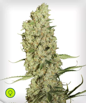 Jorge’s Diamonds #1