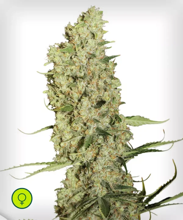 Jorge’s Diamonds #1