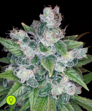 Kandy-Kush