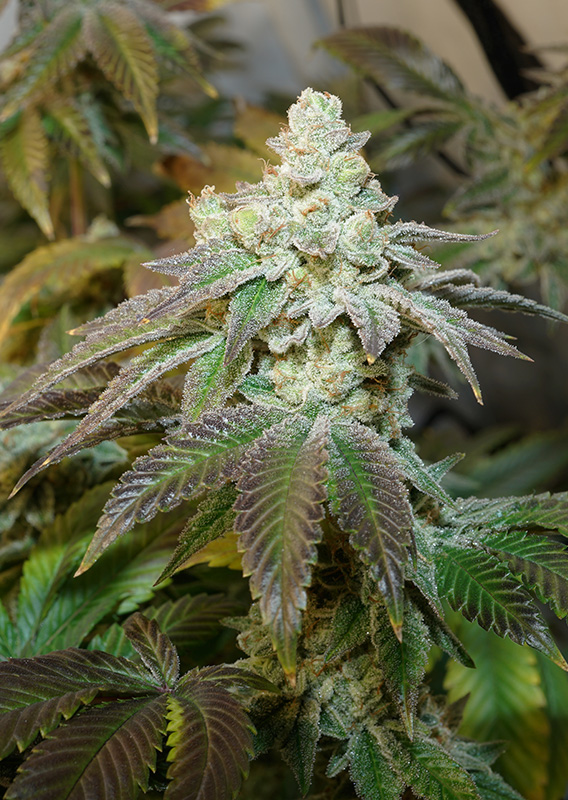 Kerosene Krash® - Imagem 2