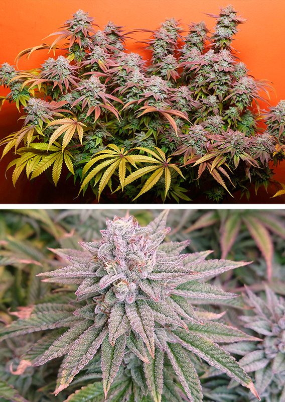 Kerosene Krash® - Imagem 3