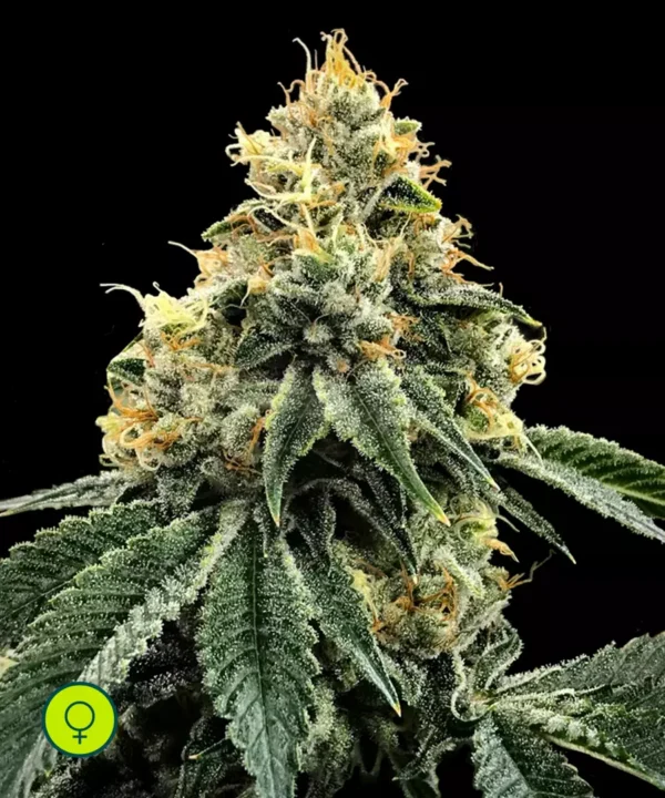 Kosher-Dawg