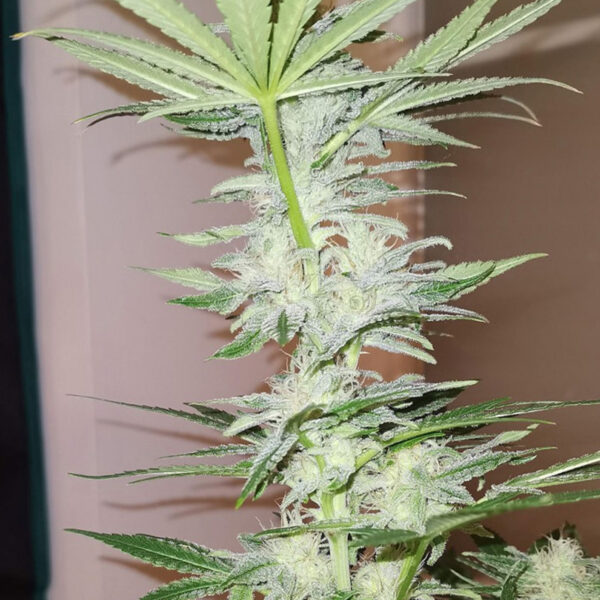Kosher Haze Regular - Imagem 3