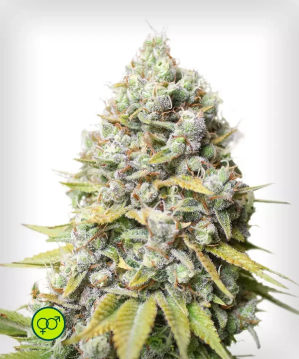 Kosher-Haze