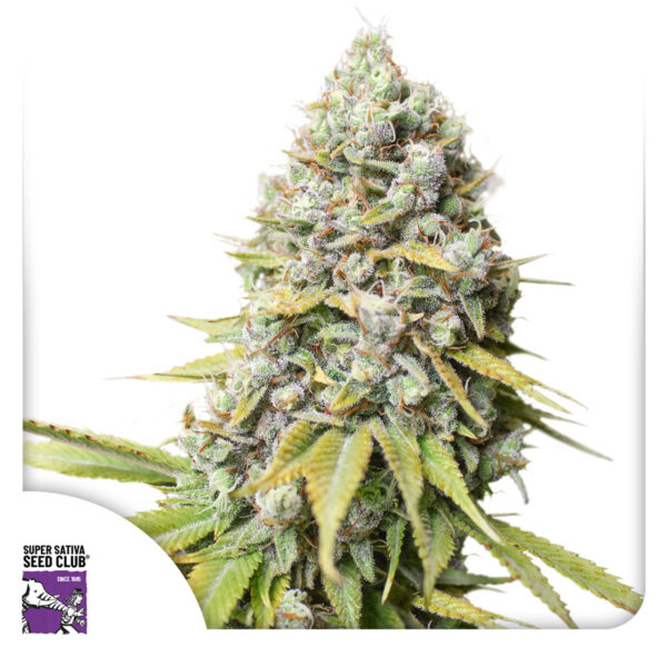Kosher Haze Regular - Imagem 4