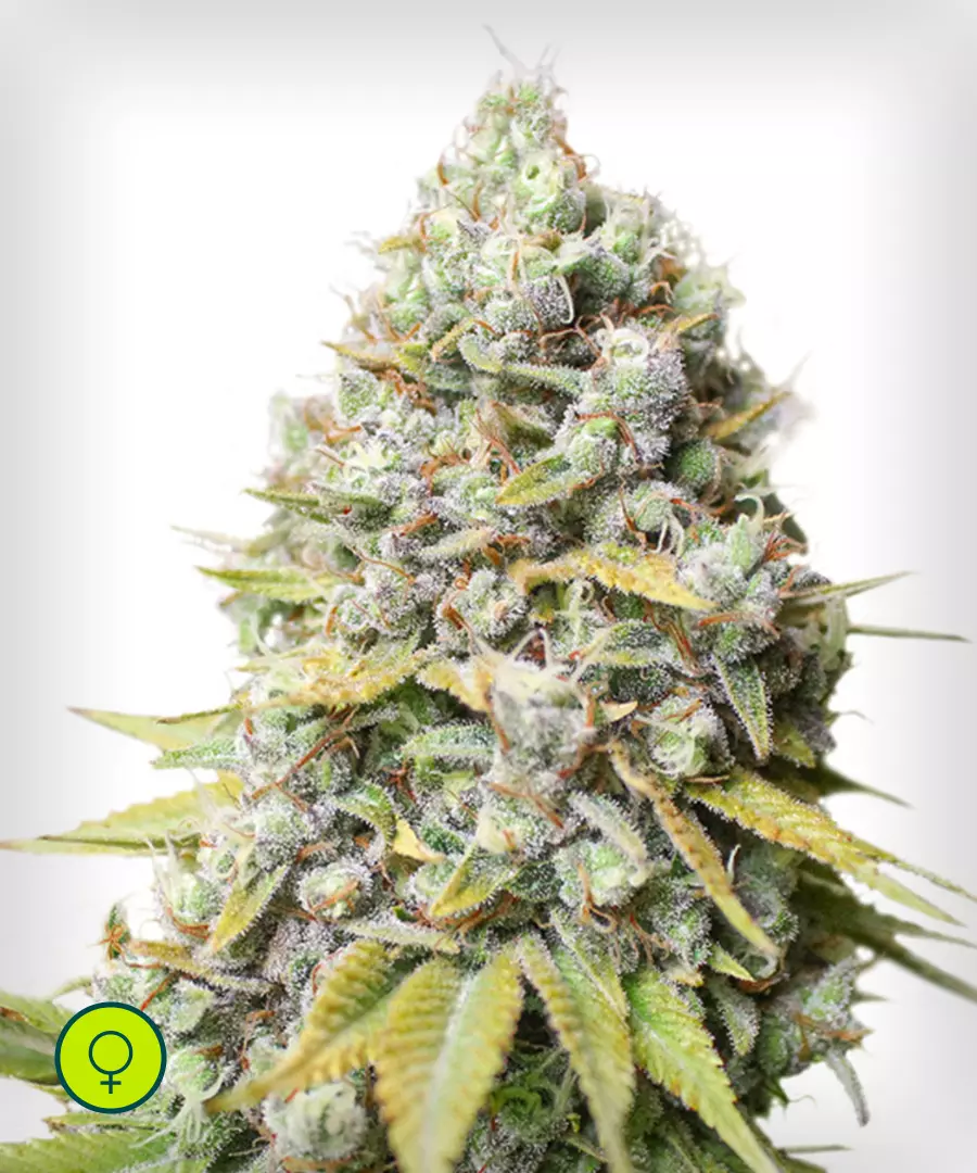 Kosher-Haze