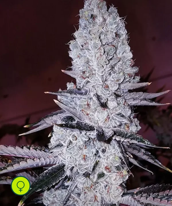 Mandarin Cookies R1 (ORIGINAL)