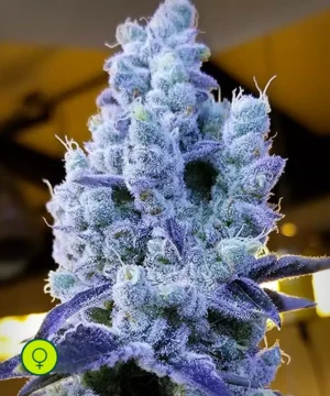 Mandarin Cookies V2