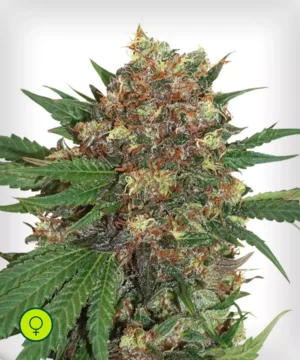 Master-Kush