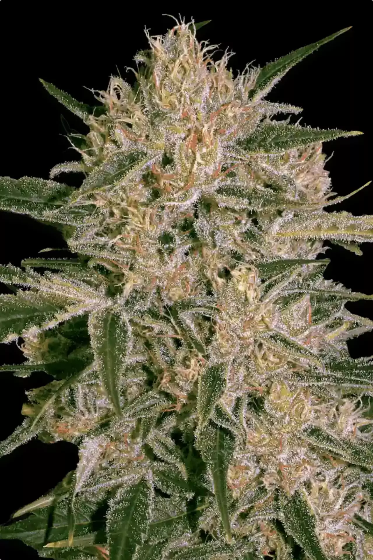 Nebula II CBD - Imagem 2