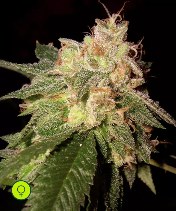 OG-Kush