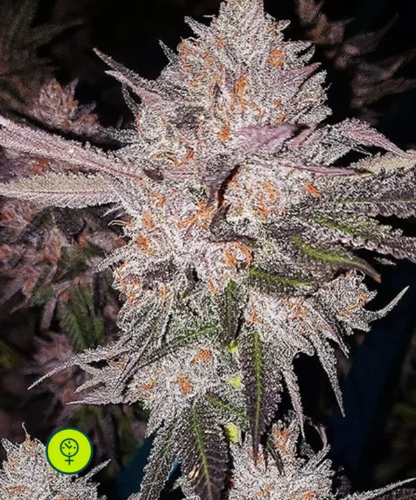 OGKushAutoflower