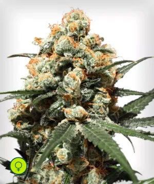 Orange-Hill-Special