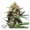 Orange Hill Special® - Image 4