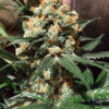 Orange Hill Special® - Image 3