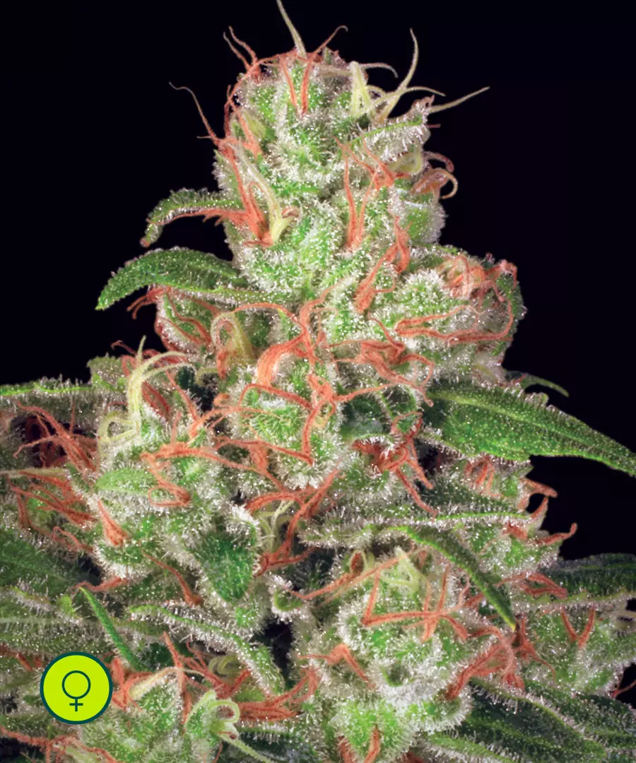 Paradise-Seeds-Acid