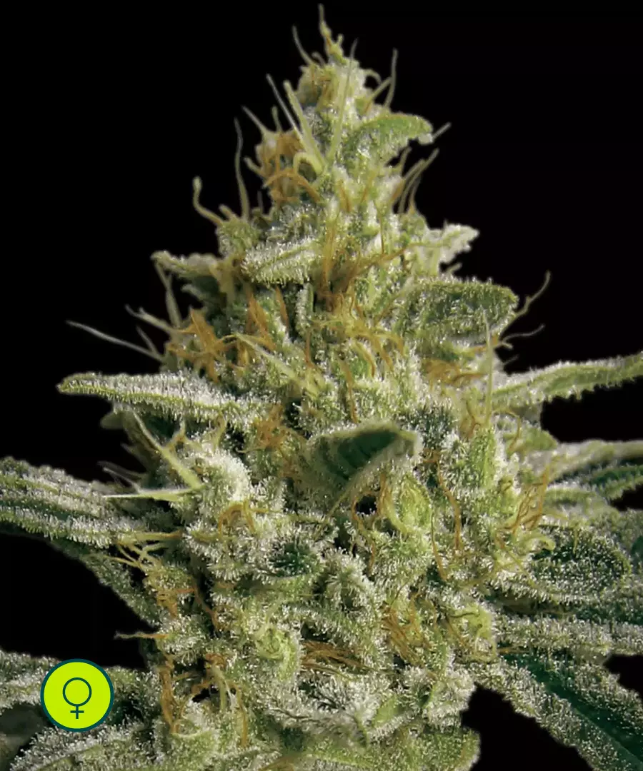 Paradise-Seeds-Allkush