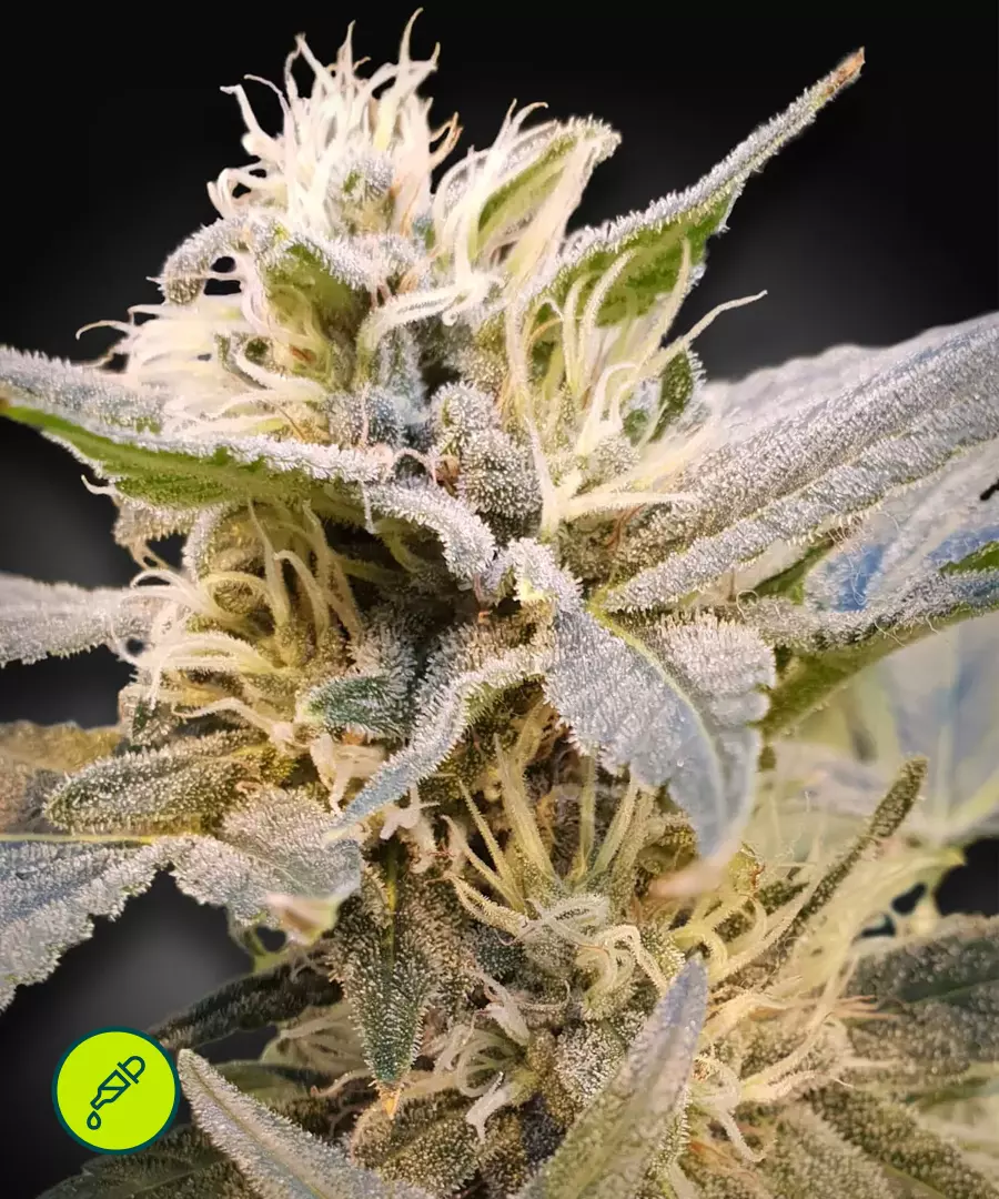 Paradise-Seeds-CBDelight