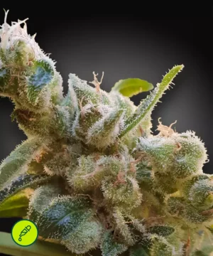 Paradise-Seeds-CBDrelax