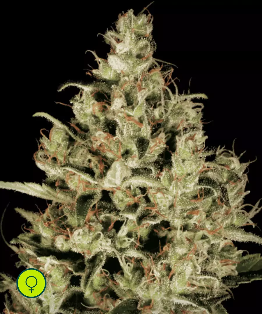 Paradise-Seeds-Delahaze
