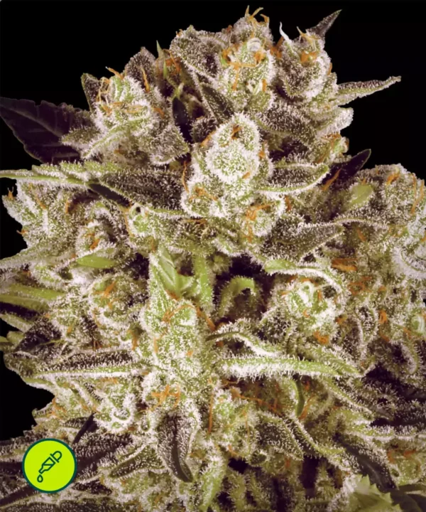 Paradise-Seeds-Durga-Mata-II-CBD
