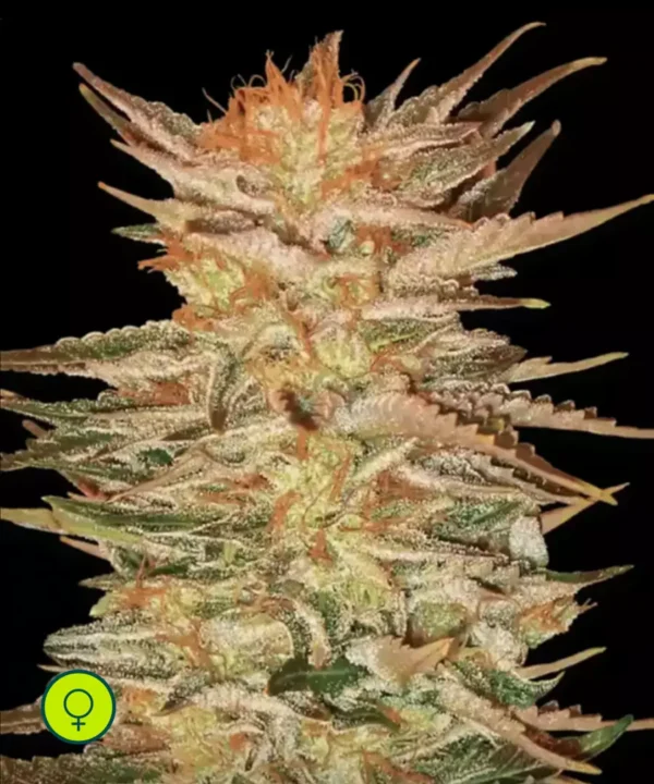 Paradise-Seeds-Ice_Cream