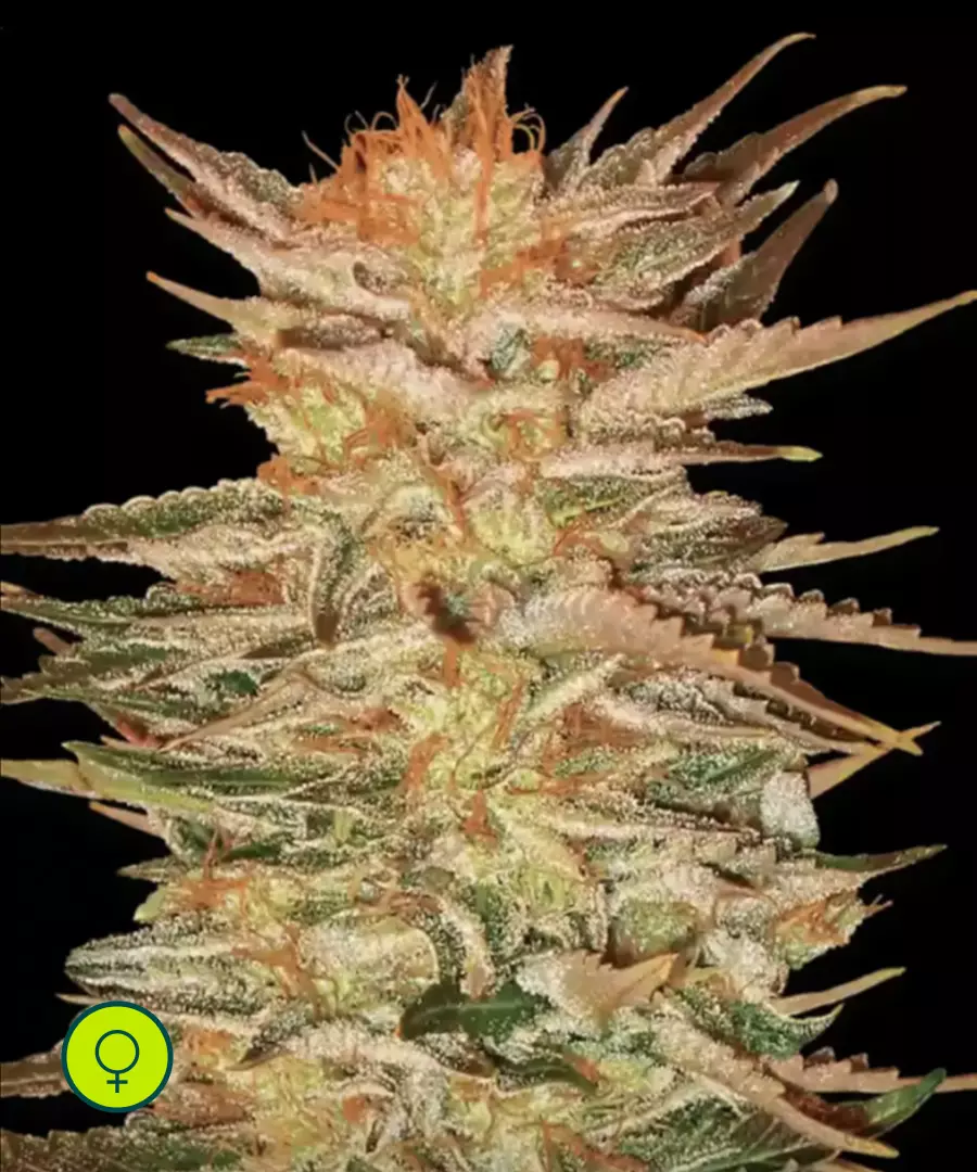 Paradise-Seeds-Ice_Cream