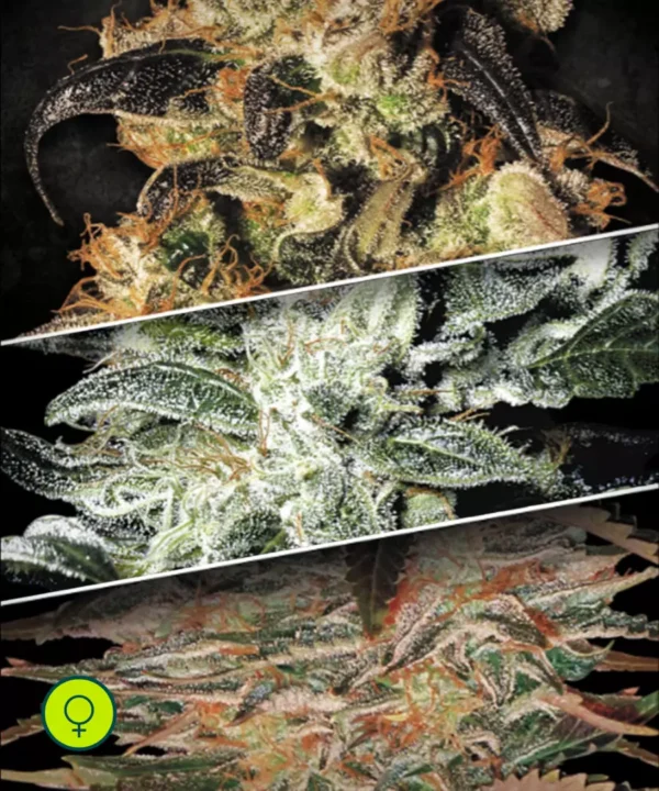 Paradise-Seeds-Indica-Champions-Pack