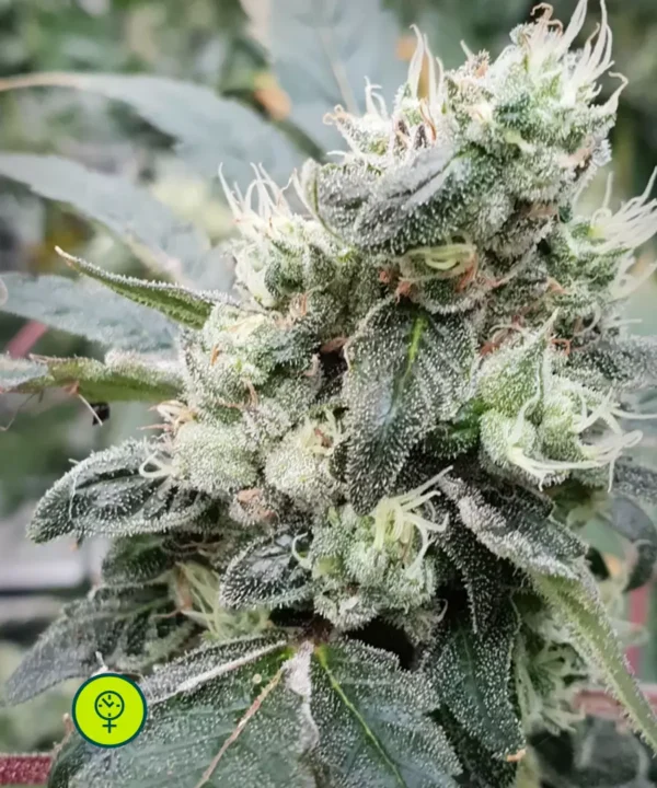 Lemonade Auto