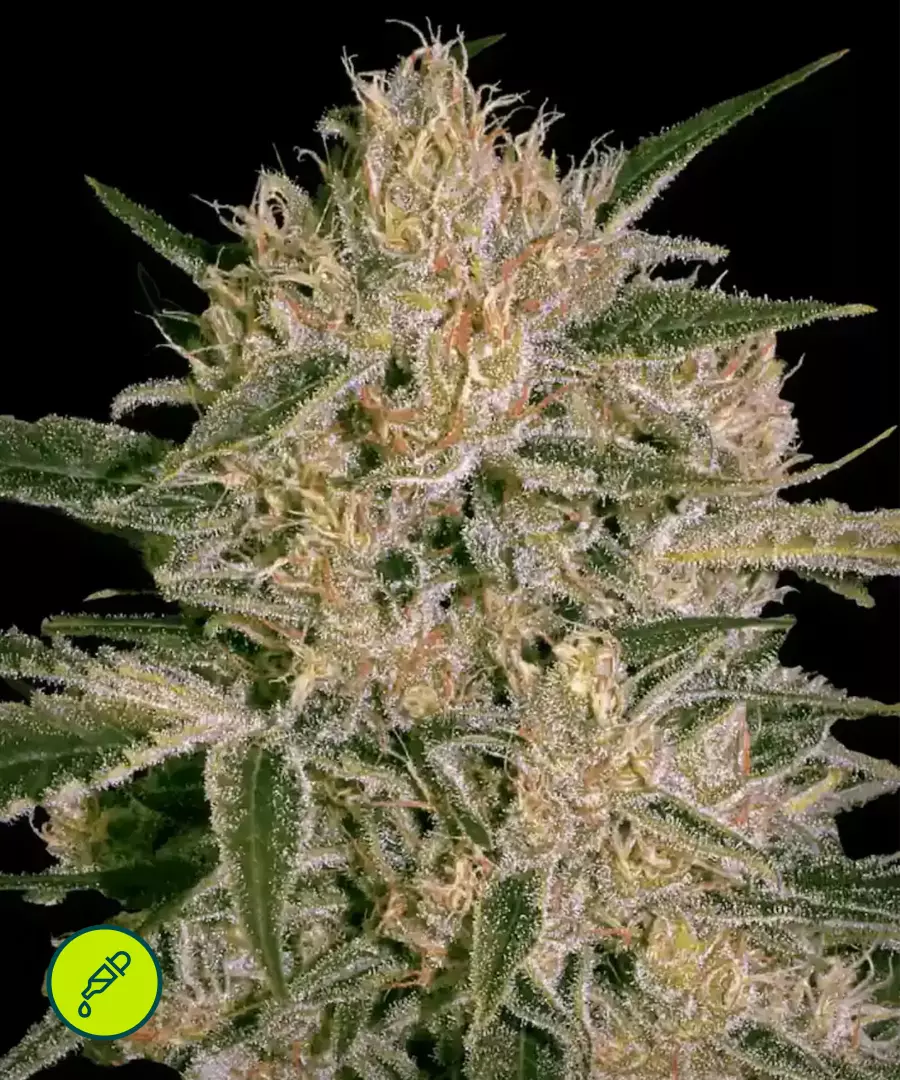 Paradise-Seeds-Nebula-II-CBD