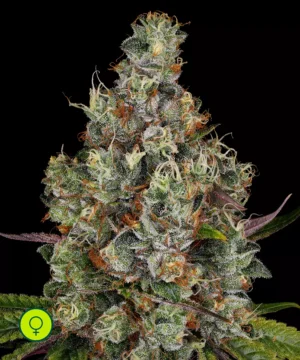 Paradise-Seeds-Rainbow-Road