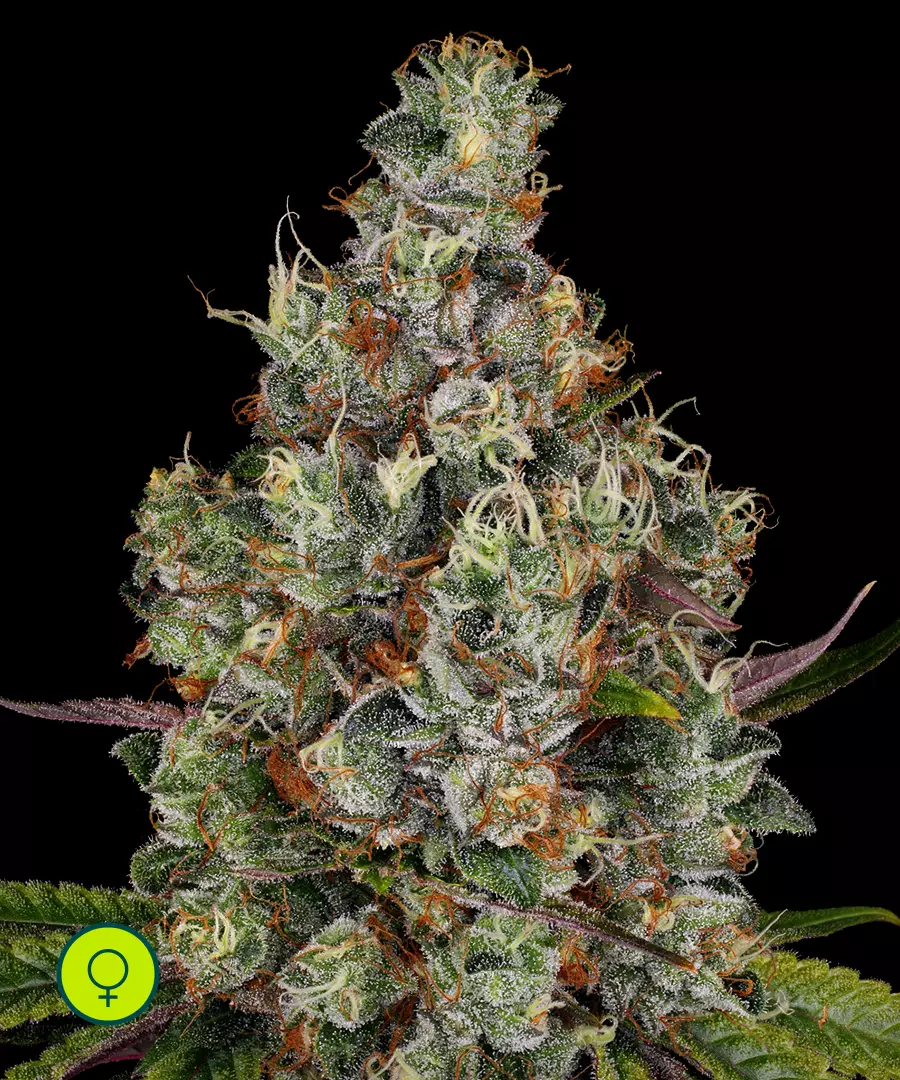 Paradise-Seeds-Rainbow-Road