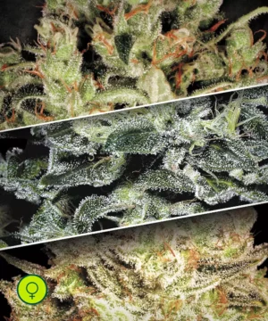 Paradise-Seeds-Sativa-Champions-Pack