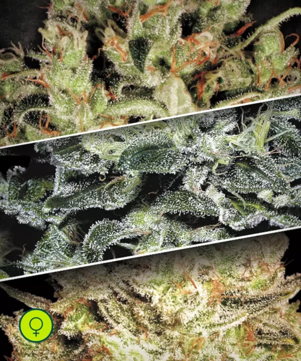 Paradise-Seeds-Sativa-Champions-Pack