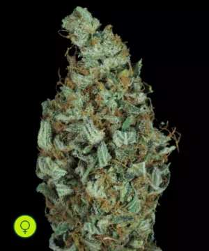 Paradise-Seeds-Sensi-Star