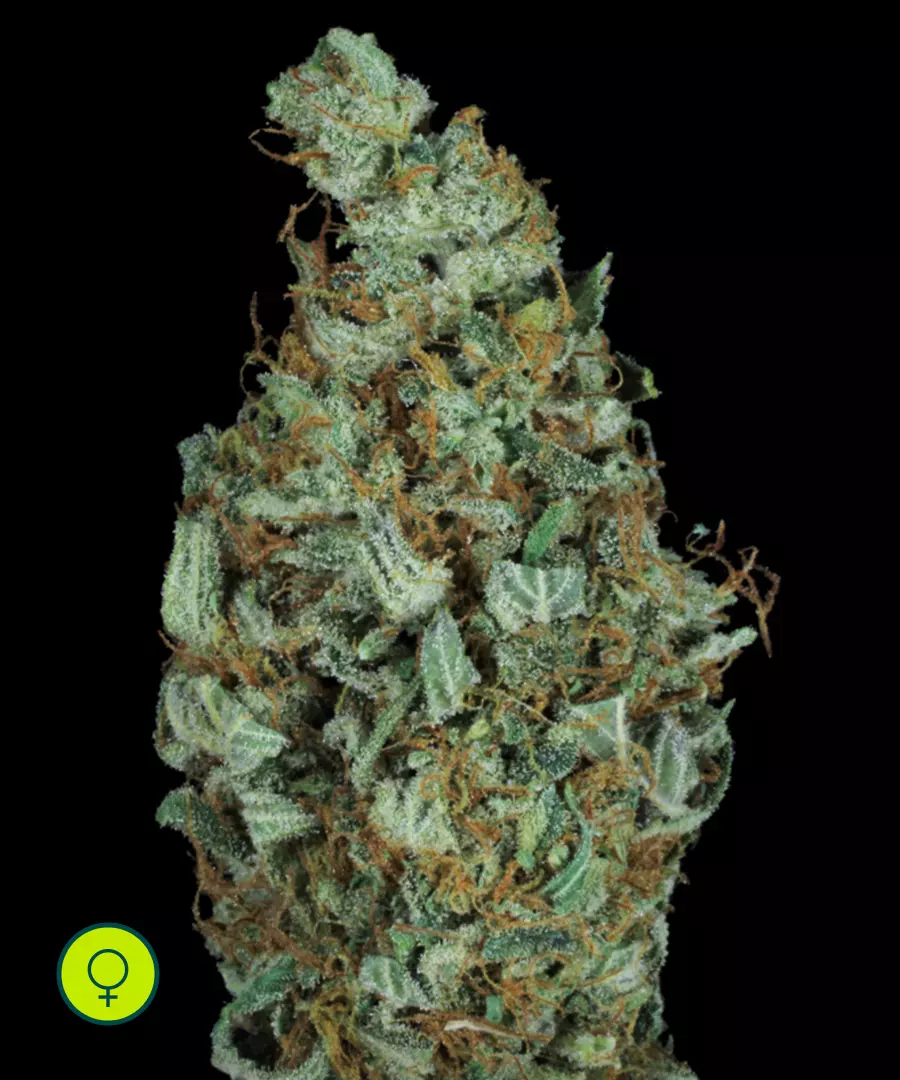 Paradise-Seeds-Sensi-Star