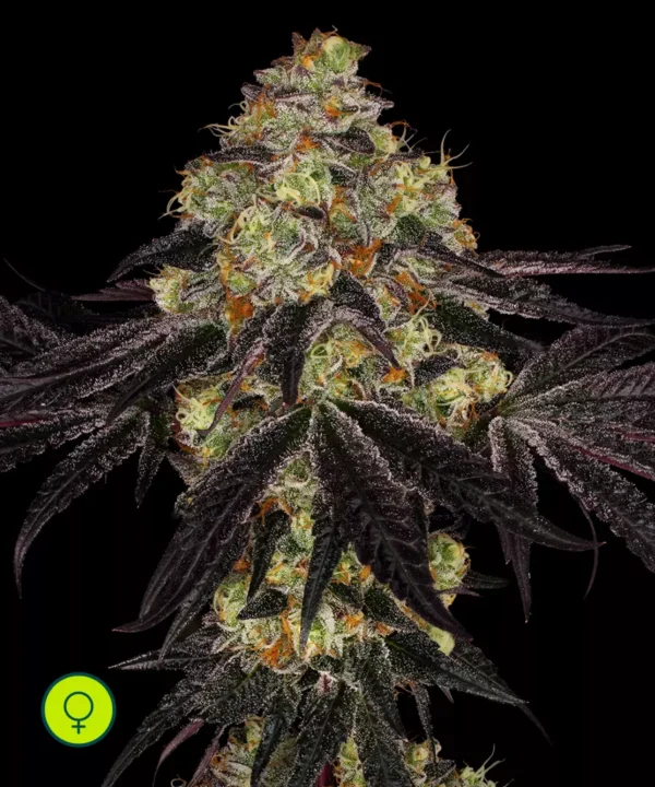 Paradise-Seeds-Sunset-Paradise