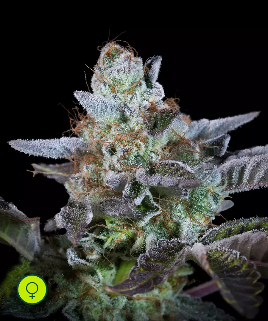 Paradise-Seeds-Sweetopia
