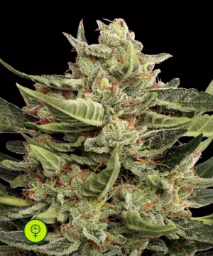 Vertigo Auto