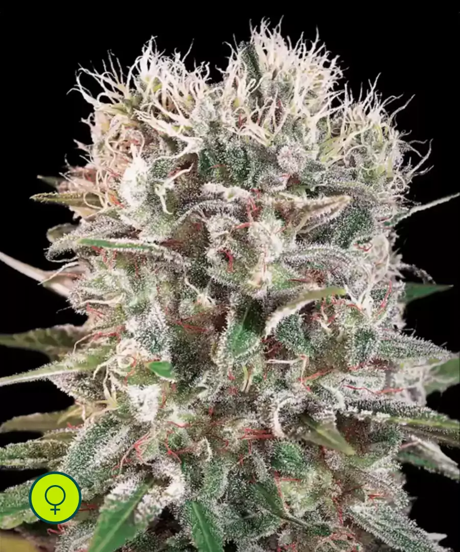 Paradise-Seeds-Wappa