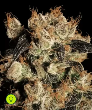 Paradise-Seeds-White-Berry