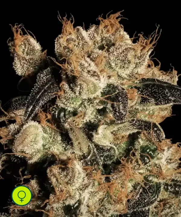 Paradise-Seeds-White-Berry