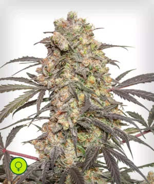 Passion-Fruit