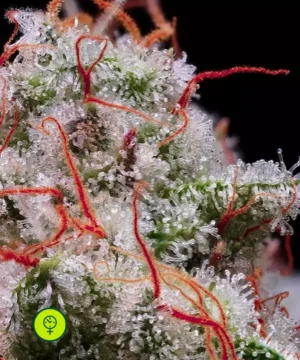 PeachCrescendoAUTORF3